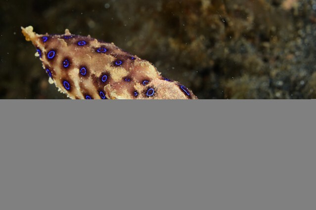 Blue-ringed octopus